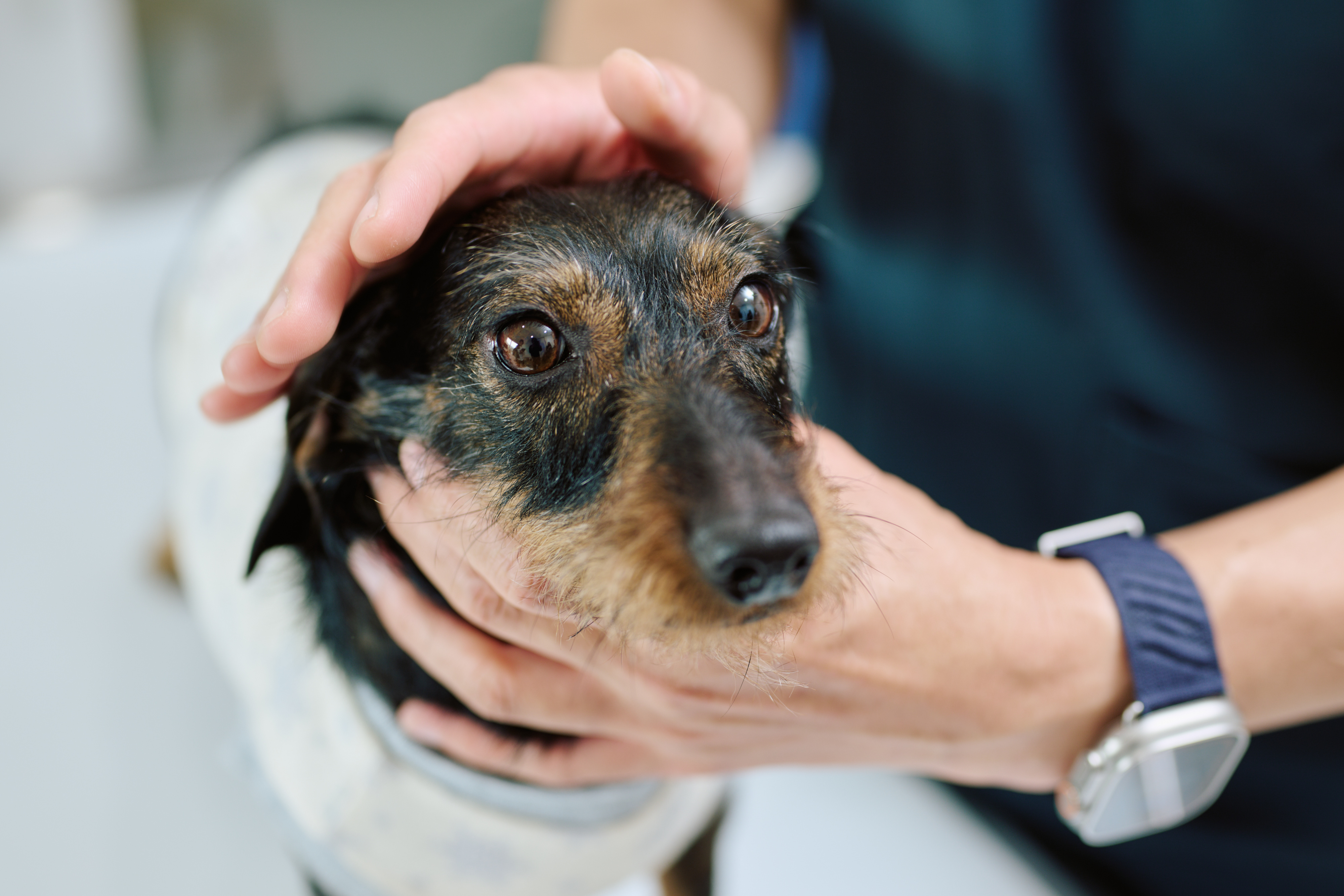 犬に点眼する様子