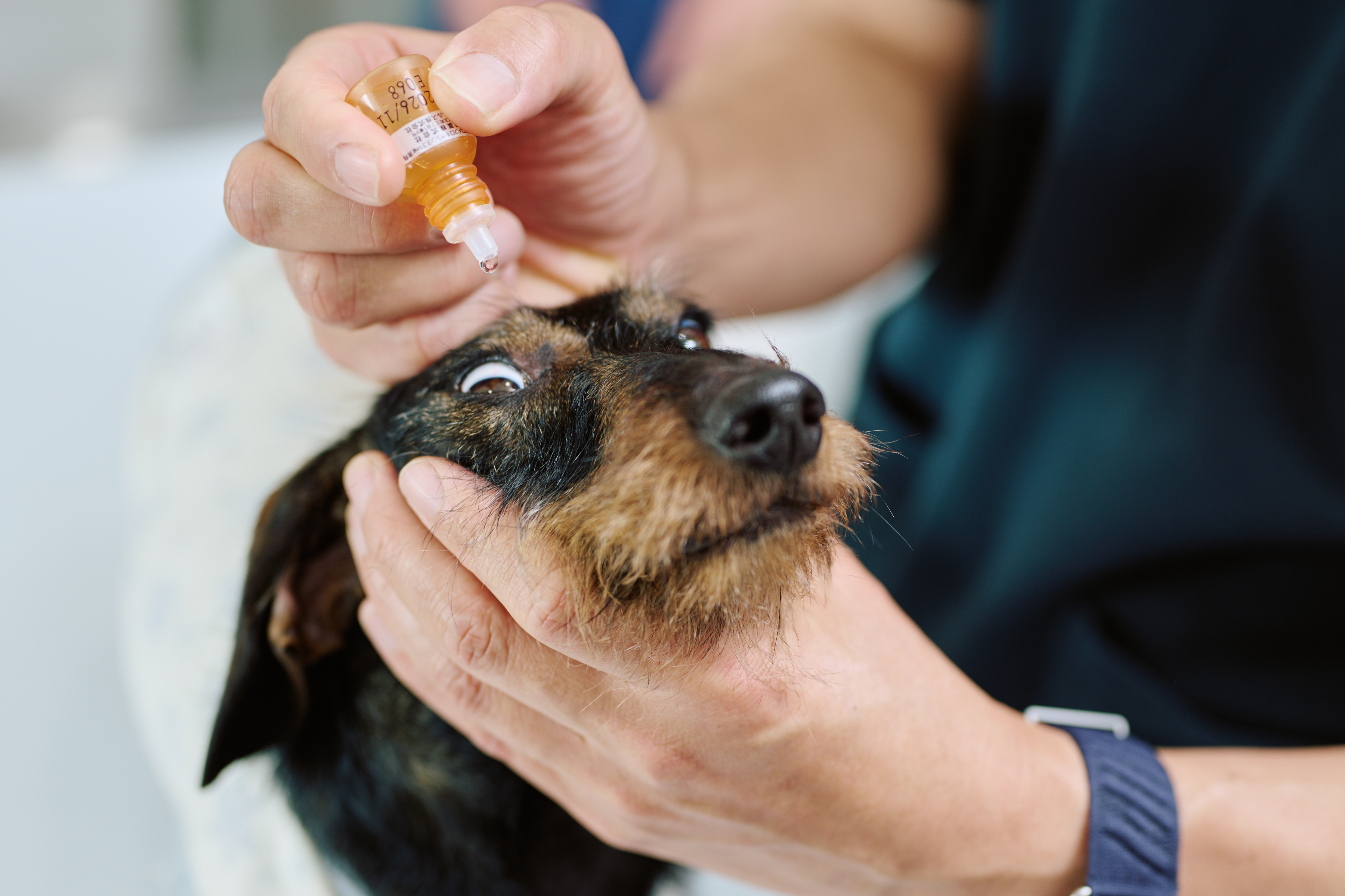 犬に点眼する様子