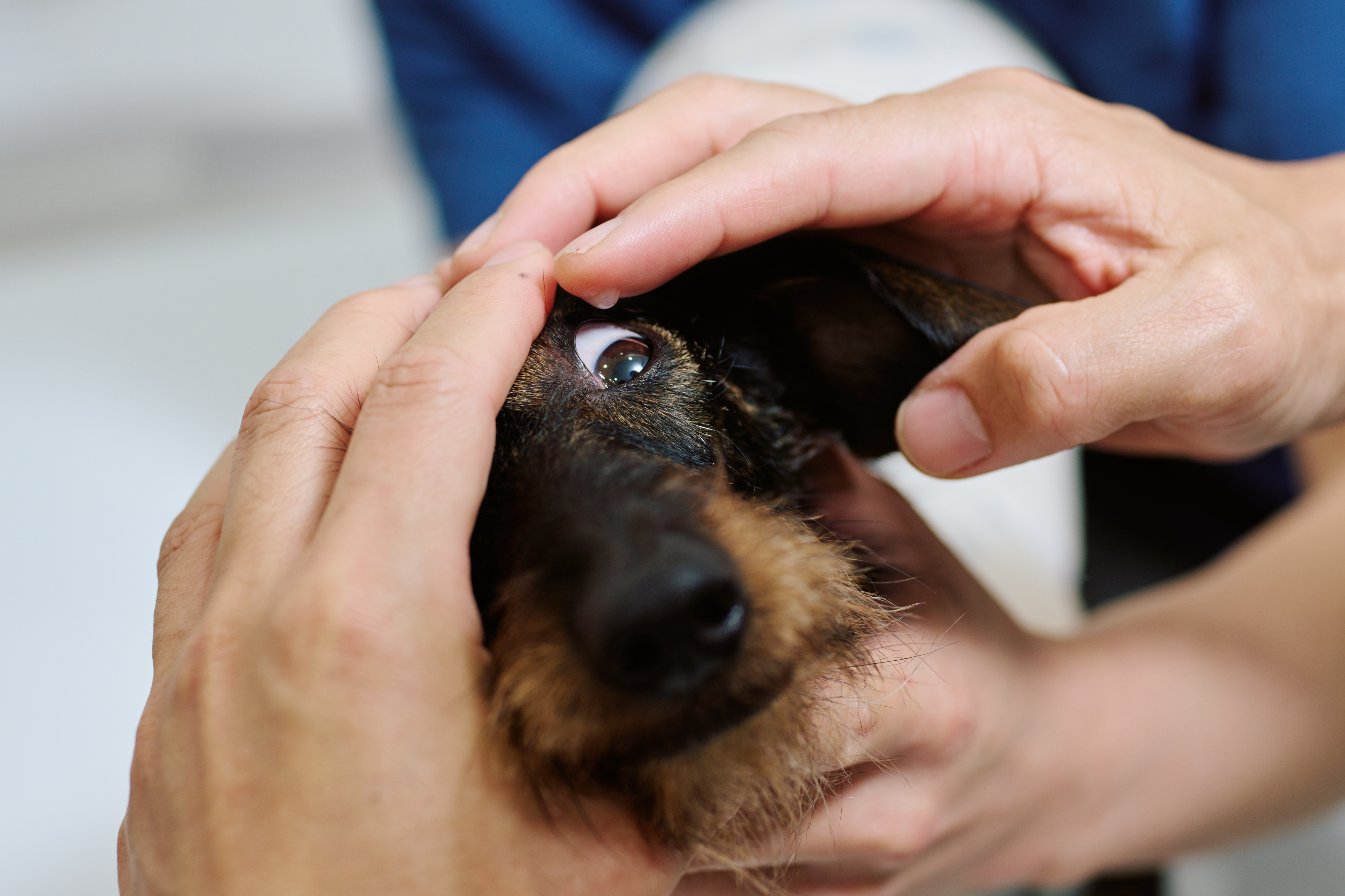 犬に点眼する様子