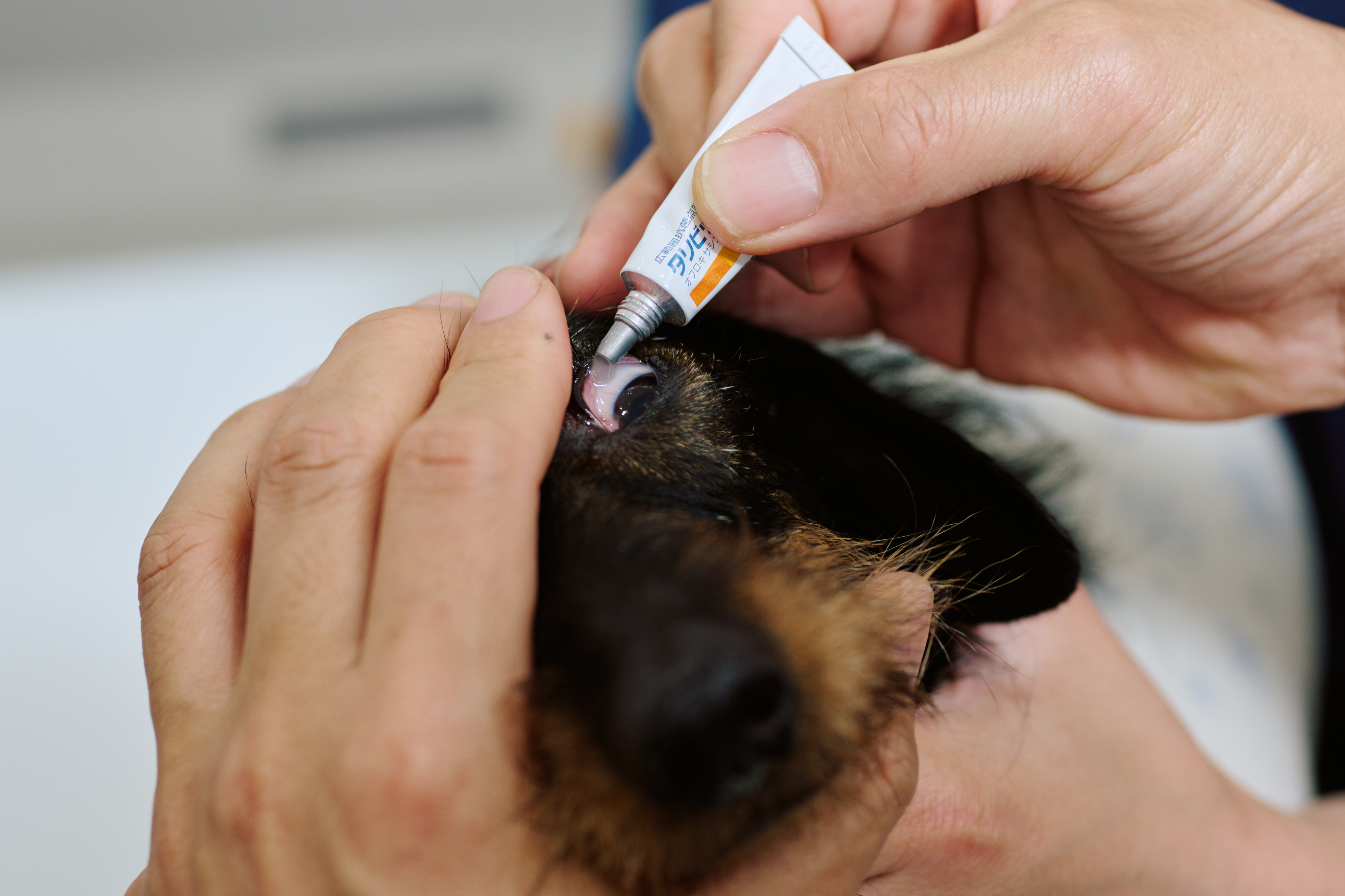 犬に点眼する様子
