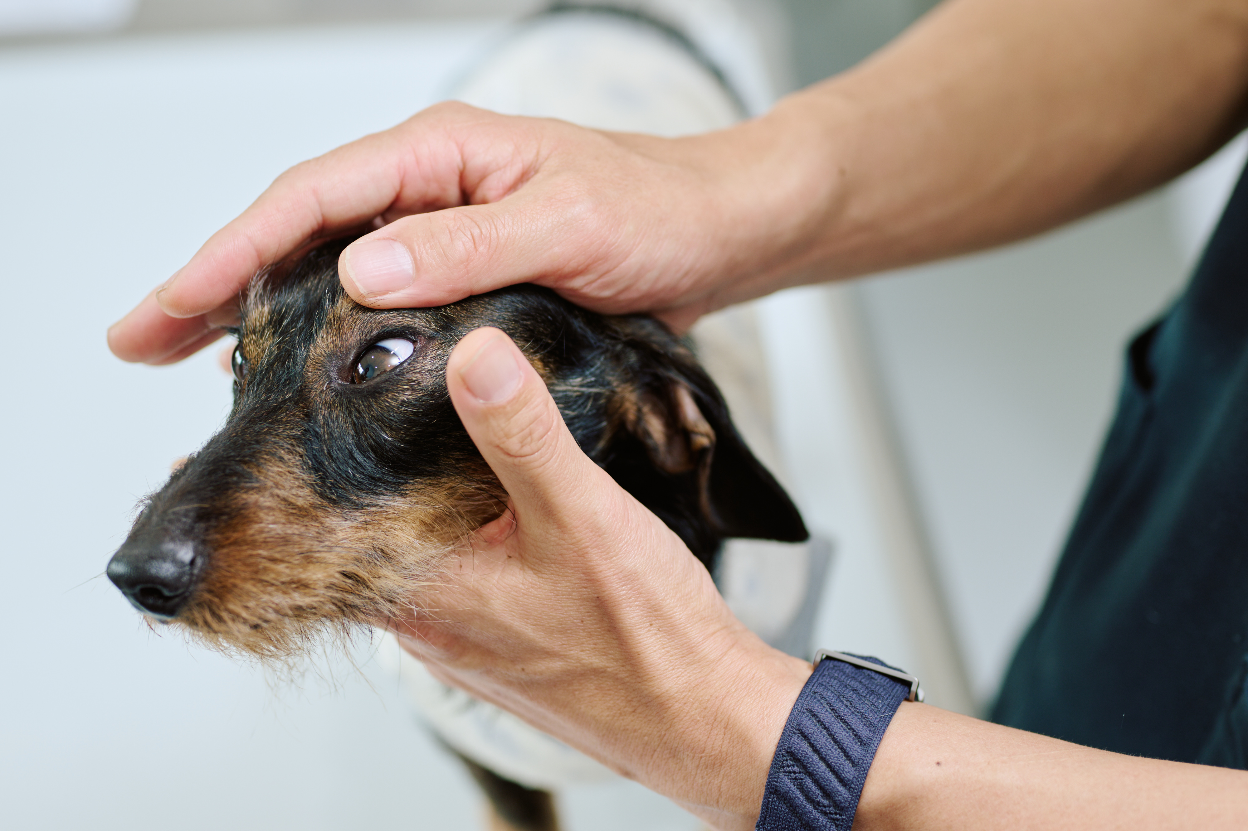 犬の目をチェックする