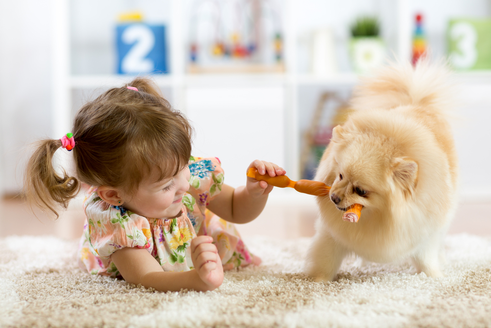 子どもと引っ張り合いで遊ぶポメラニアン