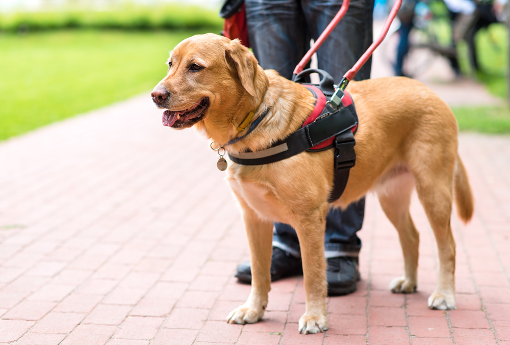 盲導犬として活躍するゴールデン・レトリーバー