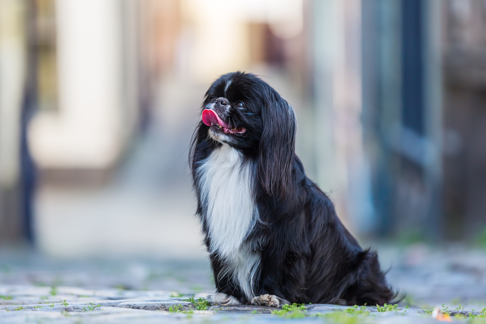 何かに興味をひかれているペキニーズ