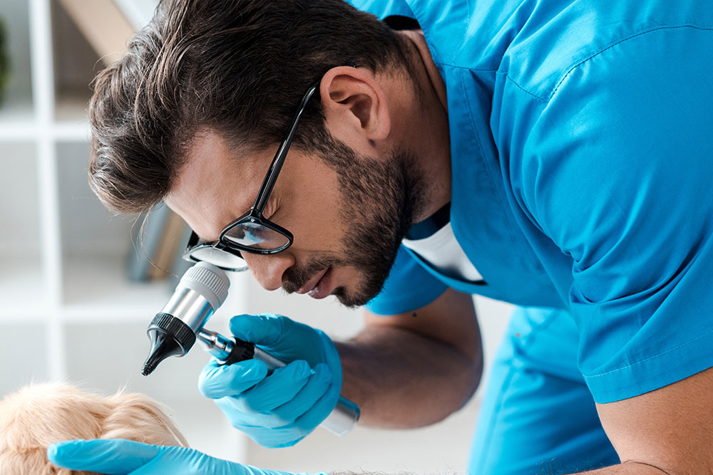 診察されているペキニーズ