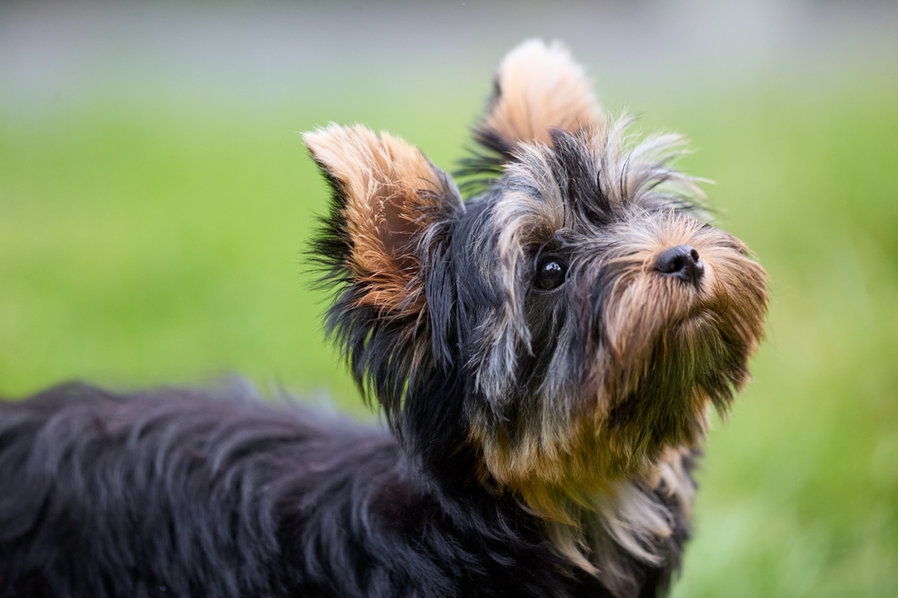 飼い主を見つめるシャーテリア
