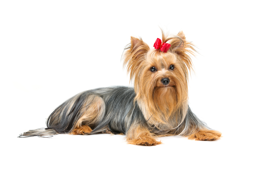 毛並みの綺麗なヨークシャーテリア