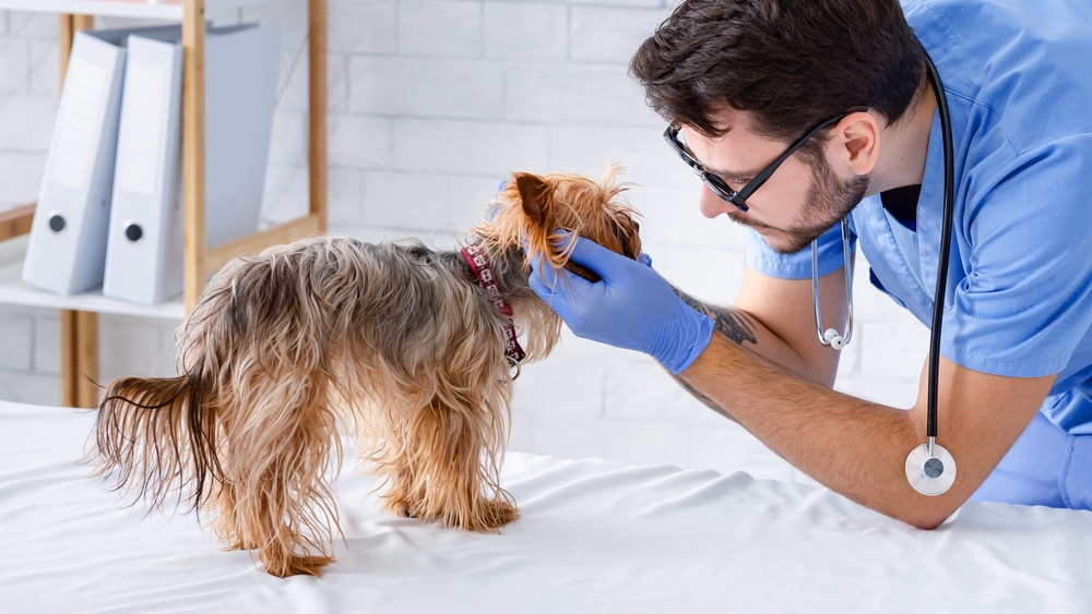 診察を受けるヨークシャーテリア