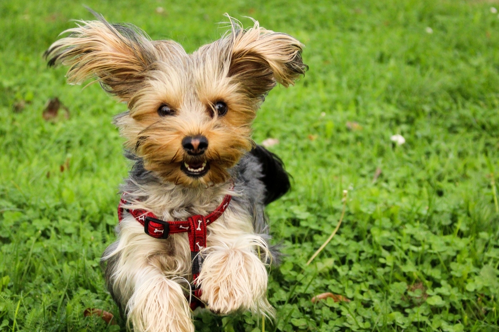 外で遊ぶヨークシャーテリア