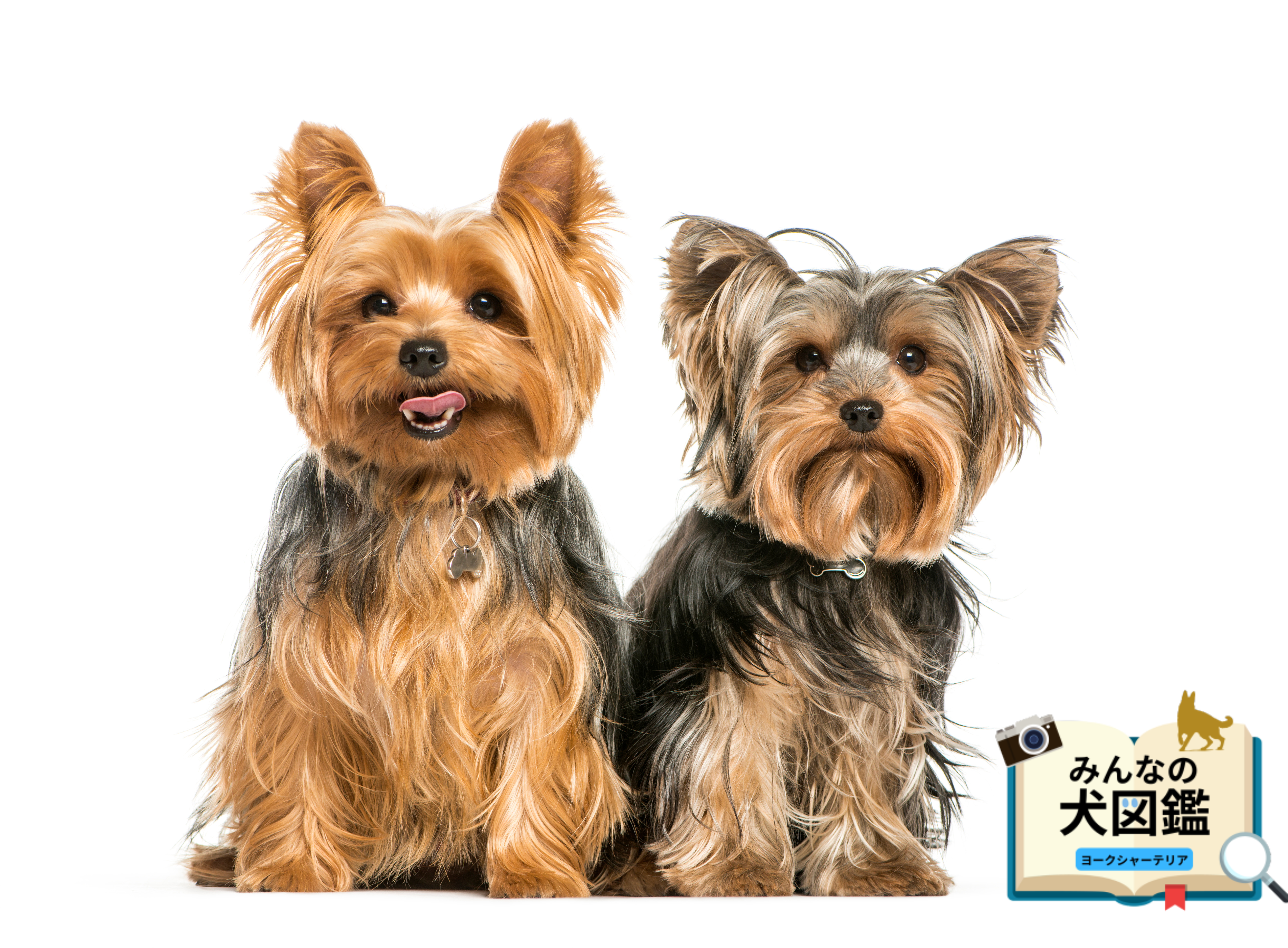 カーテン 犬 昭和レトロ 当時物 ヨークシャテリア dog6326samunail.png