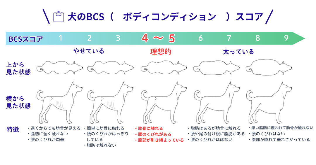 犬のBCS一覧