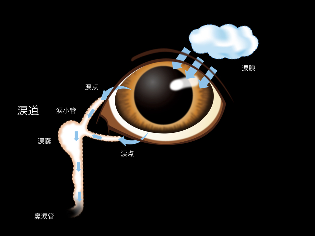 犬の目の構造図