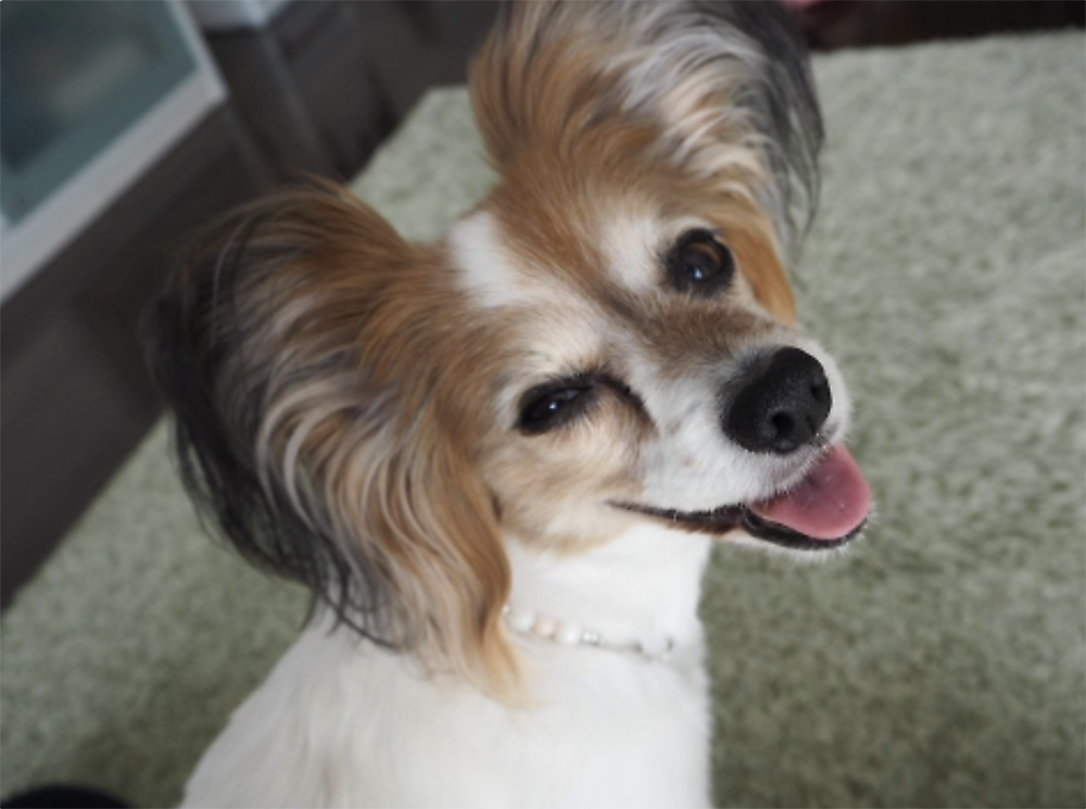 流涙症の症例写真/パピヨン