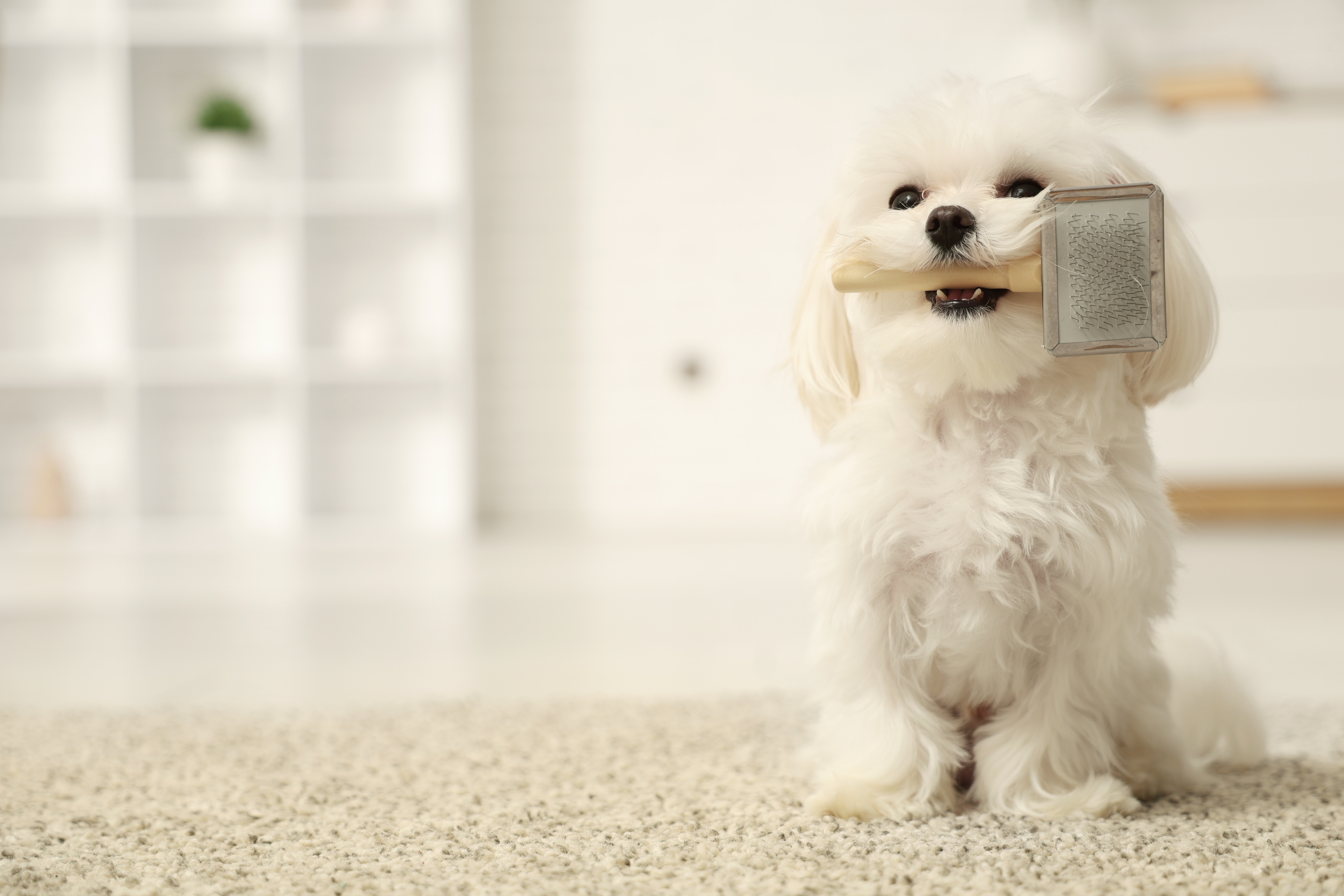 コームをくわえるマルチーズ