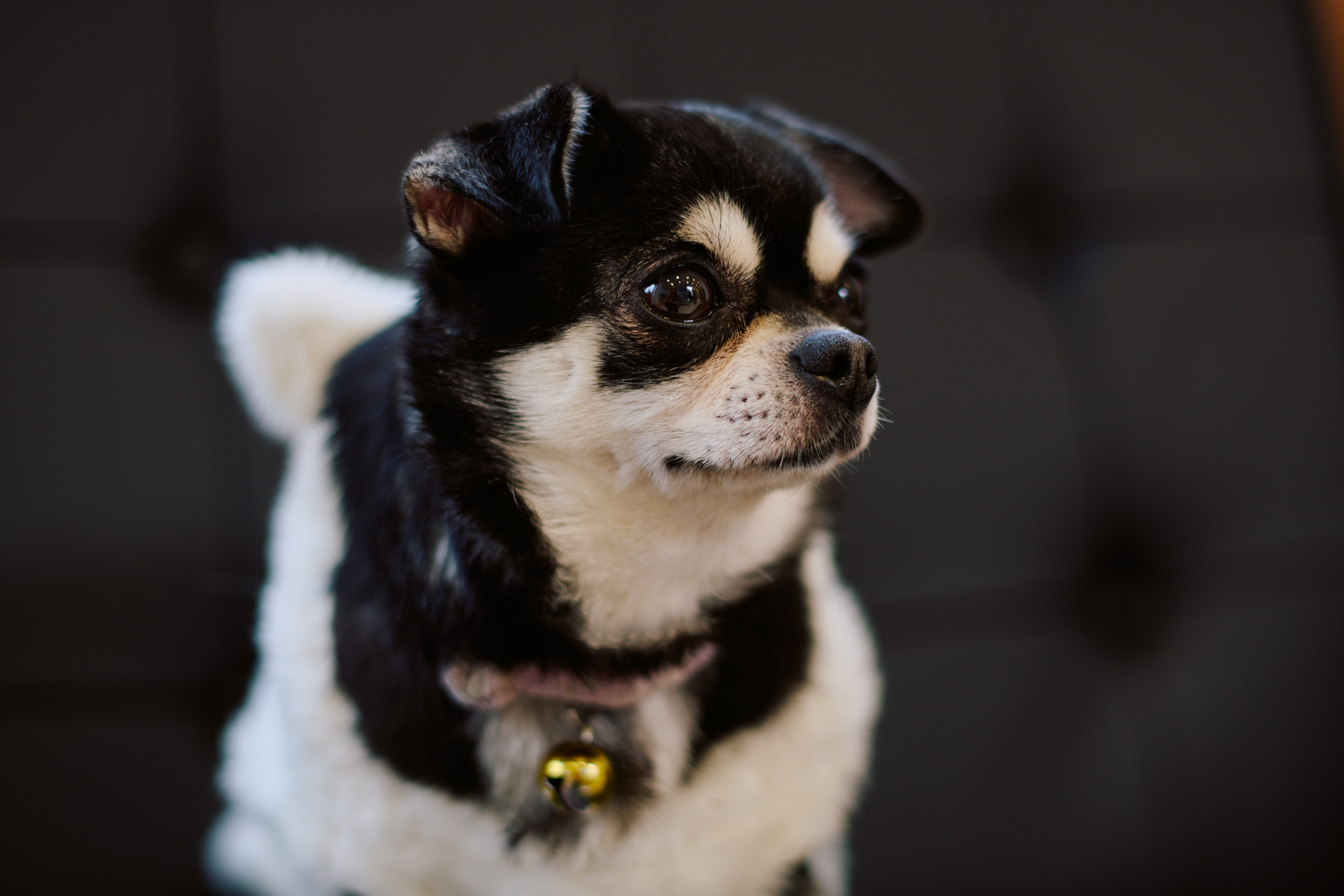 先生の愛犬ChuChuちゃん