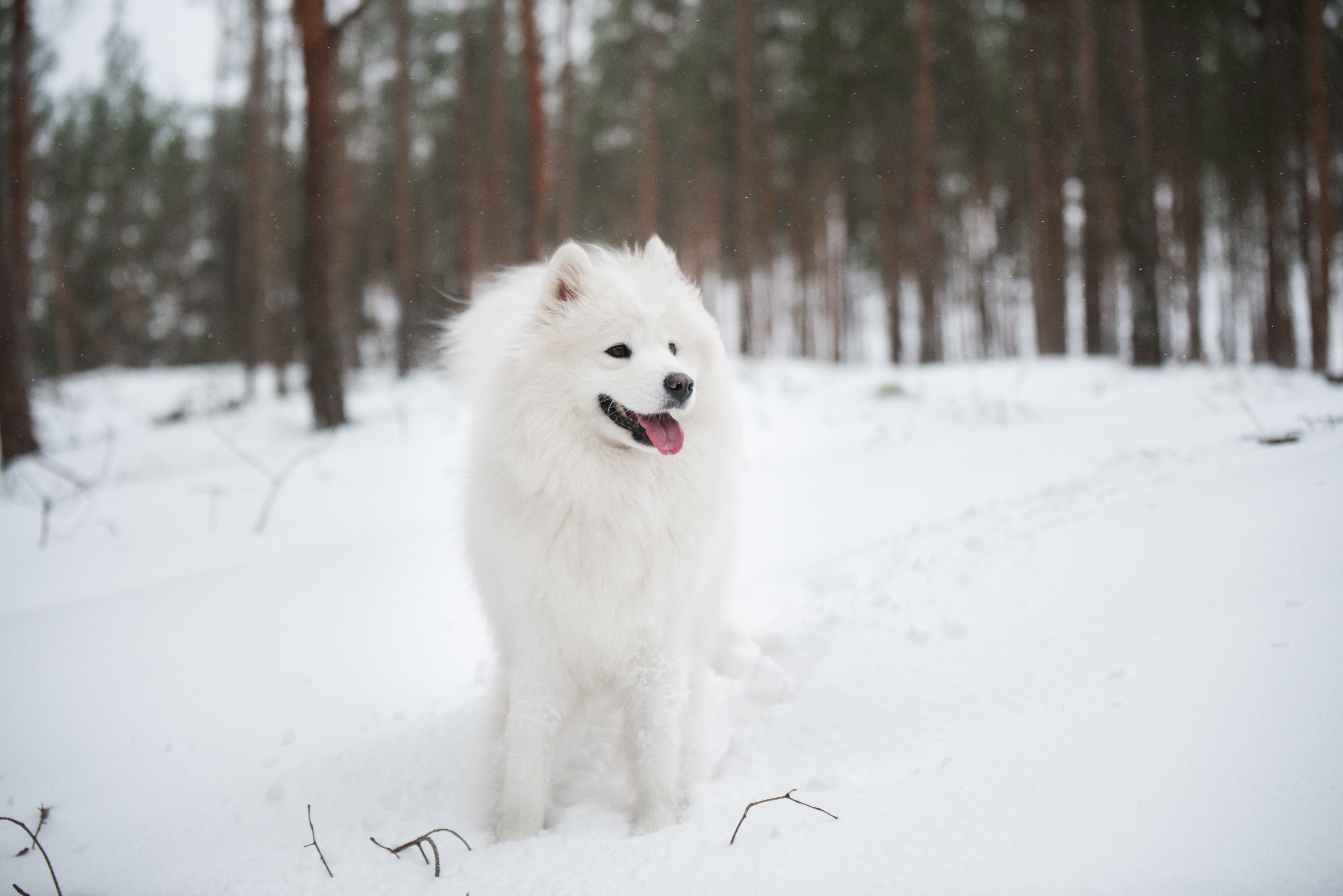雪の中にたたずむサモエド