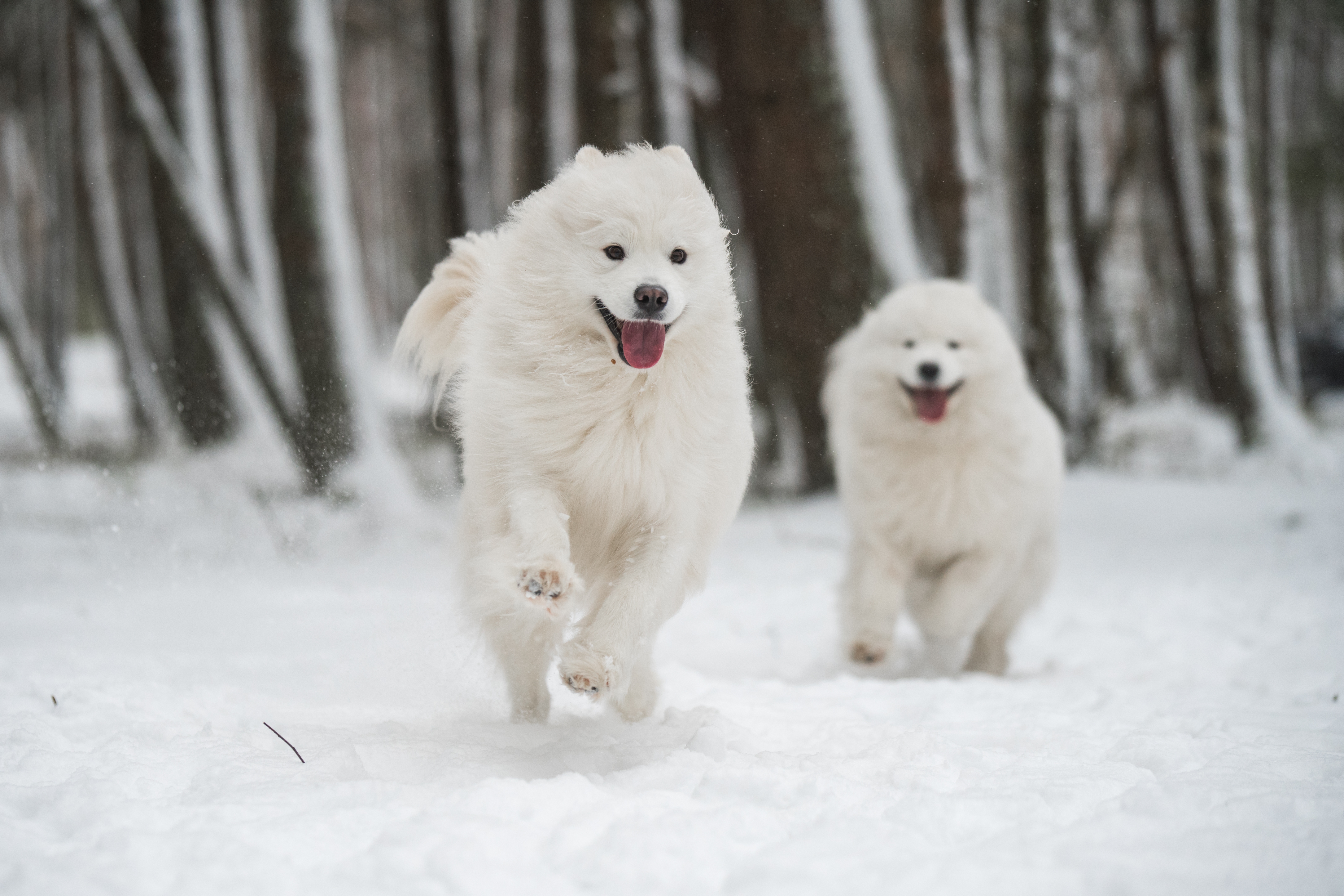 冬の森で遊ぶ2頭のサモエド