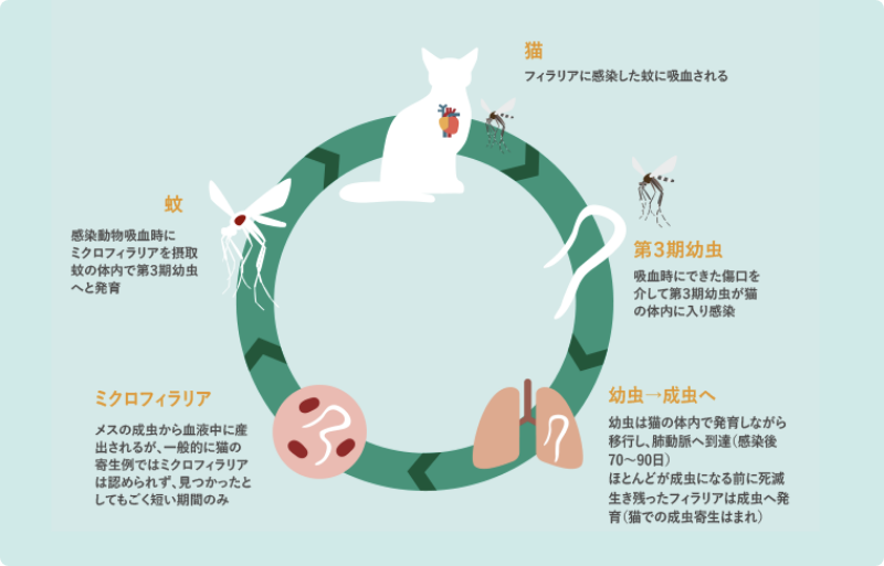 猫のフィラリア症の流れ