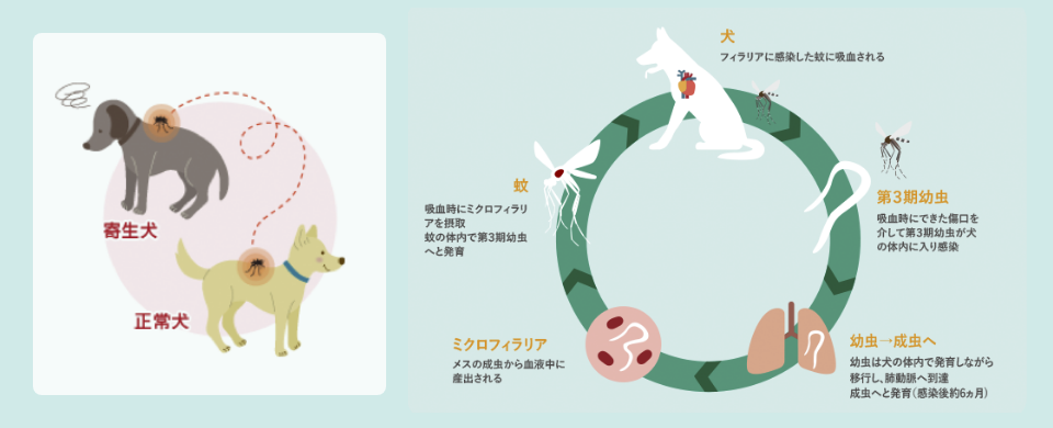 犬でのフィラリア症の流れ