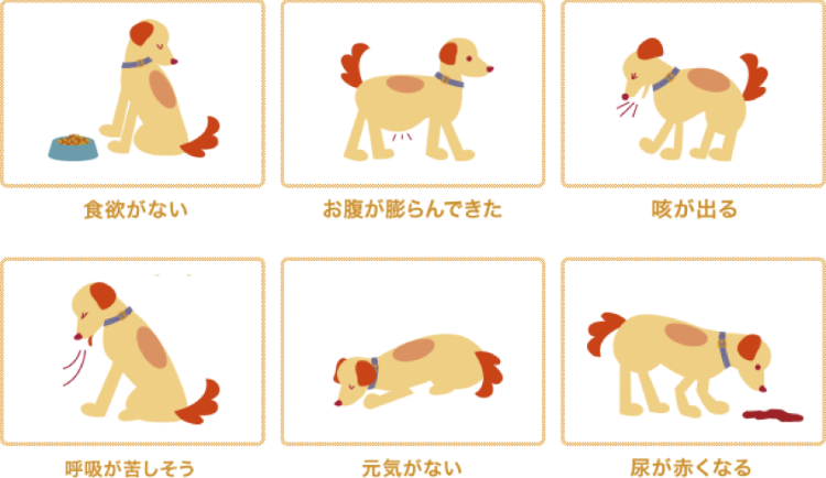 犬のフィラリア症の症状・病気