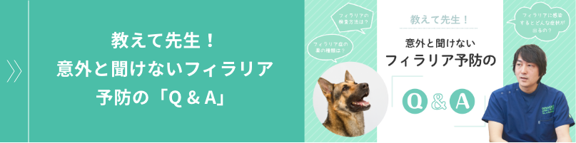 教えて先生！意外と聞けないフィラリア予防の「Q & A」