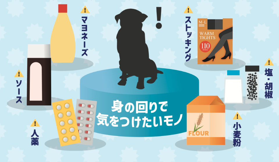 犬の身の回りで気をつけたいモノ
