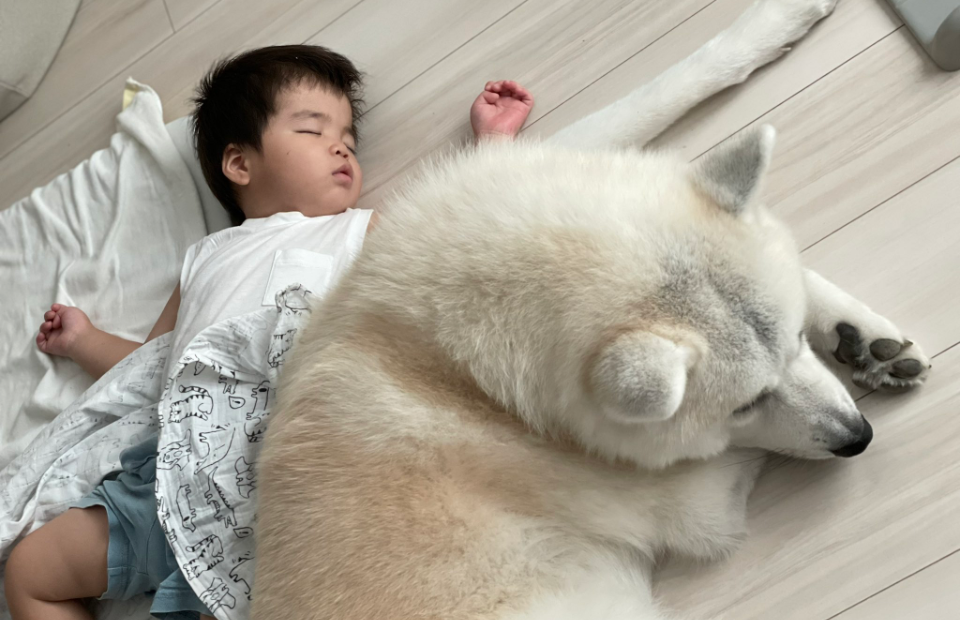 子供と一緒に寝ている秋田犬