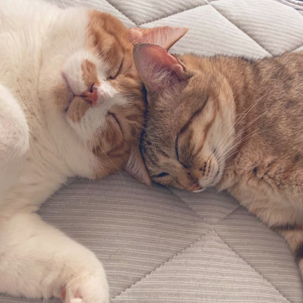 頭を付け合わせて寝ている2頭の猫