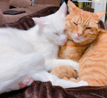 抱き合って眠る2頭の猫