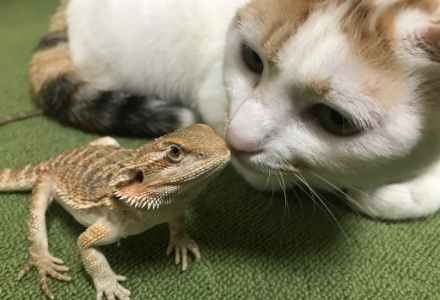 保護猫とフトアゴヒゲトカゲの鼻あいさつ