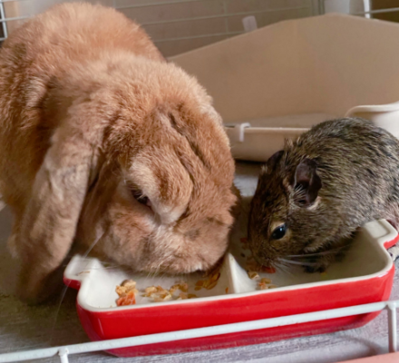 ご飯を食べているウサギとテグーネズミ