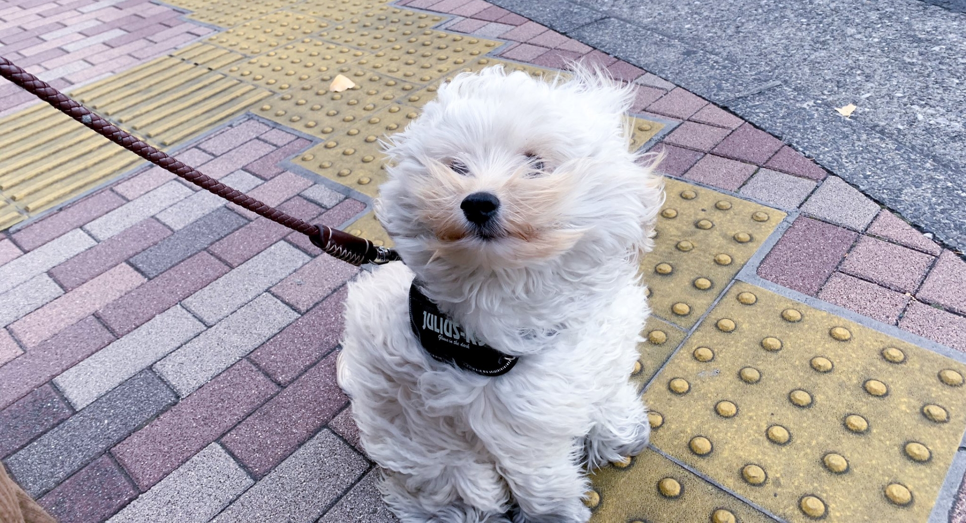 風に吹かれているコッカプーのビールくん