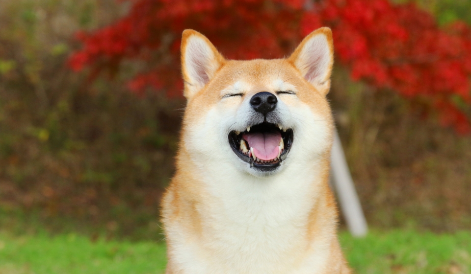 吠えている犬の様子