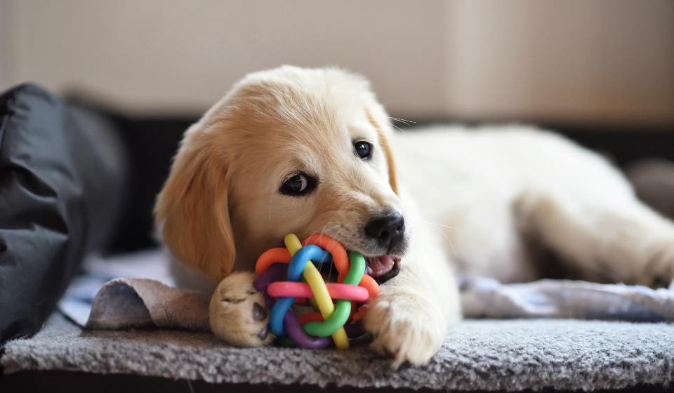 おもちゃを噛んでいる犬の様子