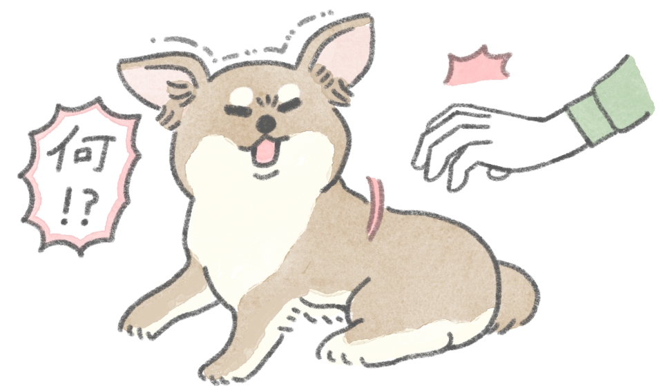 飼い主を噛もうとする愛犬の様子