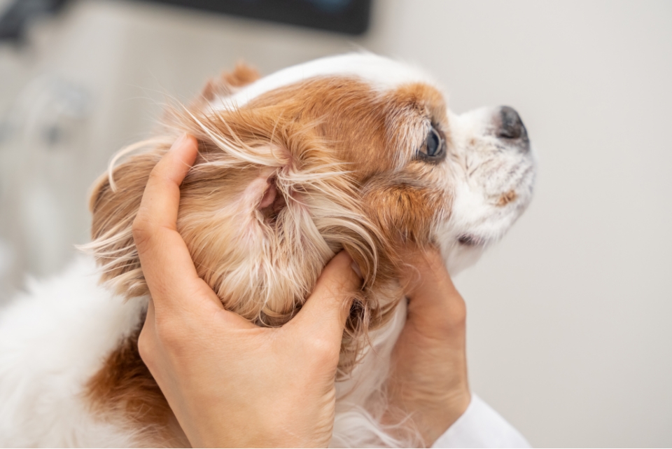 耳の状態をチェックされるキャバリアのちゃむくん
