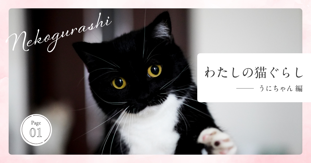 わたしの猫ぐらし「うにちゃん編」 | ハグわん / ハグにゃん | 日本全