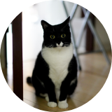 白黒カラーが可愛い雑種猫よるちゃん