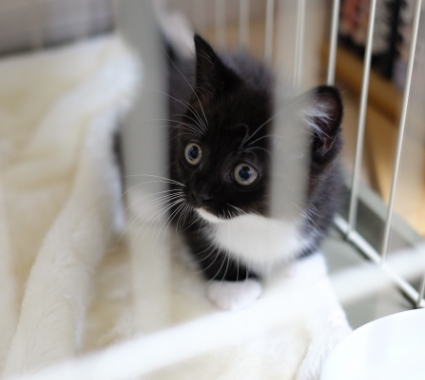 ミヌエットうにの子猫時代