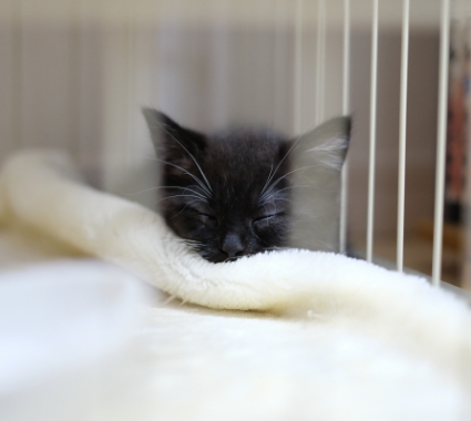 眠るミヌエットの子猫