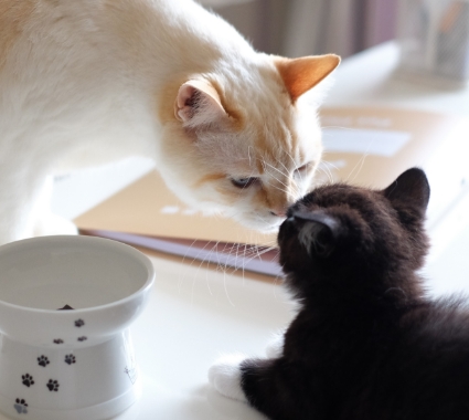 においをかぎ合う猫同士の初対面