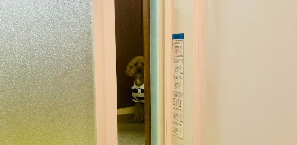 お風呂場でのぞき見しているトイプードルの梅吉くん