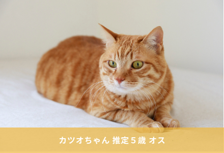 カツオちゃん　推定５歳　オス