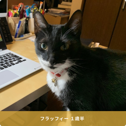 フラッフィー １歳半