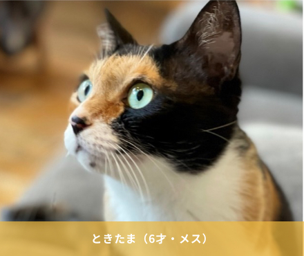 ときたま（6才・メス）