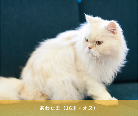 あわたま（16才・オス）