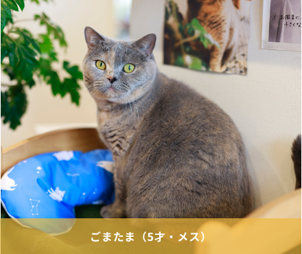 ごまたま（5才・メス）