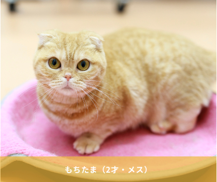 もちたま（2才・メス）