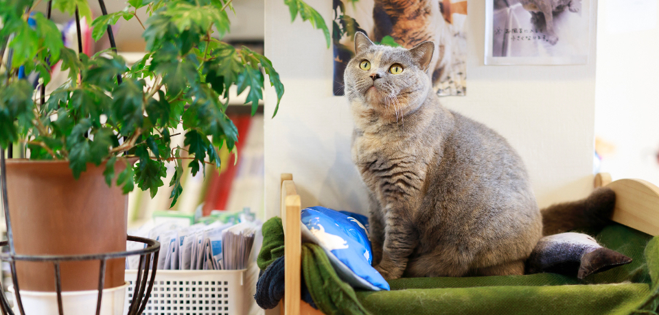 猫用別途で寝ているブリティッシュショートヘア
