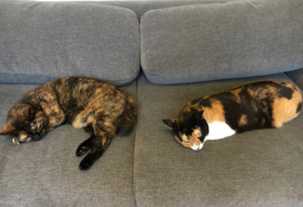 ソファーの上でくつろぐ2頭の猫